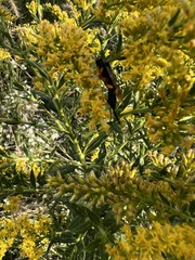 Pimpla pedalis
