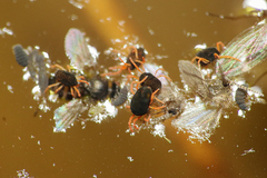 Halotydeus destructor