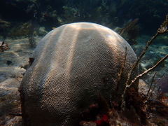 Pseudodiploria strigosa