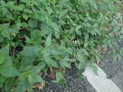 Persicaria posumbu