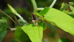 Aristolochia