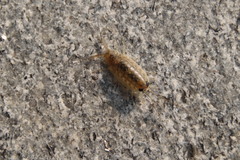 Ligia exotica