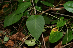 Argyreia akoensis