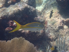 Ocyurus chrysurus
