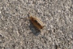 Ligia exotica