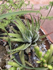 Haworthiopsis