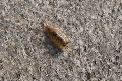 Ligia exotica