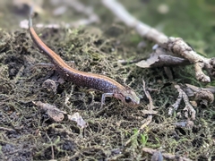 Plethodon serratus