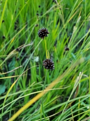 Juncus ensifolius