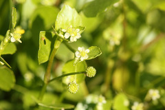 Ranunculus bonariensis