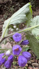 Solanum fiebrigii