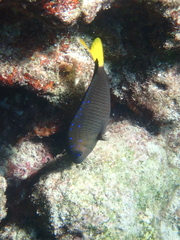 Microspathodon chrysurus