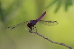 Orthemis ferruginea
