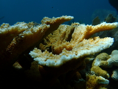 Acropora palmata