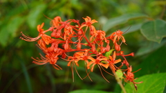 Clerodendrum intermedium