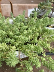Sedum potosinum