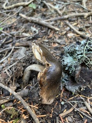 Lyophyllum decastes