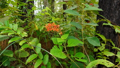 Clerodendrum intermedium