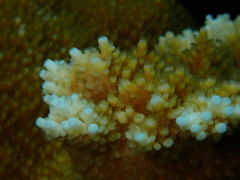Acropora palmata