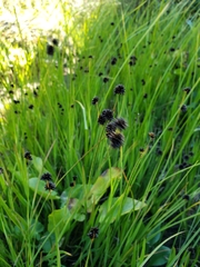 Juncus ensifolius