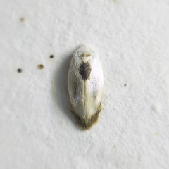 Opostegidae