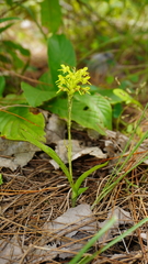 Habenaria chlorina