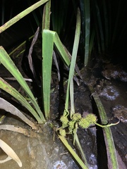 Sparganium americanum