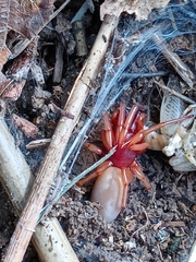 Dysdera crocata