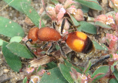 Dasymutilla gibbosa