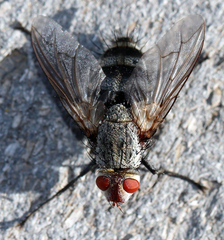 Microphthalma disjuncta