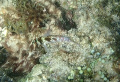 Cirrhitichthys falco