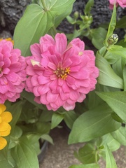 Zinnia elegans