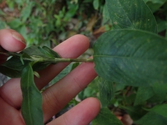Persicaria posumbu