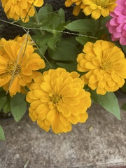 Zinnia elegans