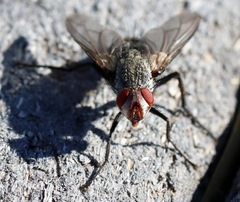 Microphthalma disjuncta