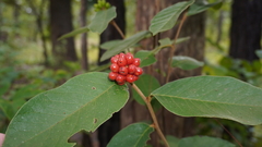 Annonaceae