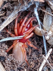 Dysdera crocata