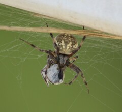 Neoscona