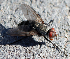 Microphthalma disjuncta