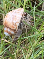 Coenobita compressus