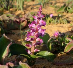 Lachenalia splendida
