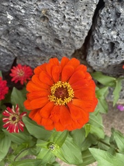 Zinnia elegans