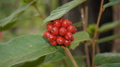 Annonaceae