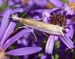 Crambus leachellus