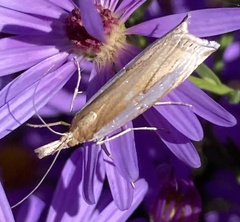 Crambus leachellus