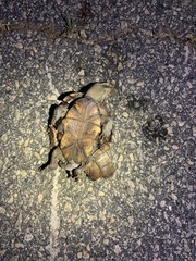 Kinosternon subrubrum