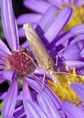 Crambus leachellus