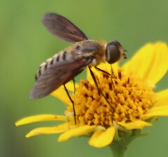 Poecilanthrax lucifer