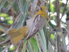 Icterus abeillei