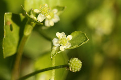 Ranunculus bonariensis